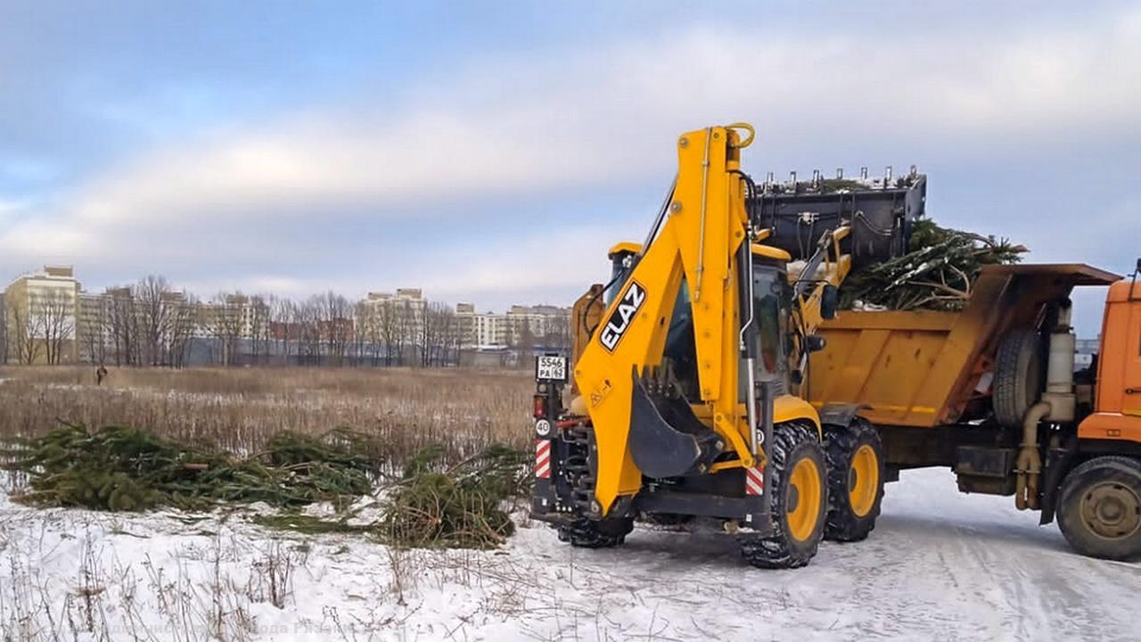 Рязанцев призывают не выкидывать елки, а сдать на утилизацию