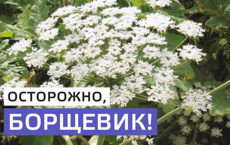 МКУ "Управление по делам территории города Рязани" по Советскому району напоминает жителям о мерах безопасности при обращении с борщевиком 21.07.2020