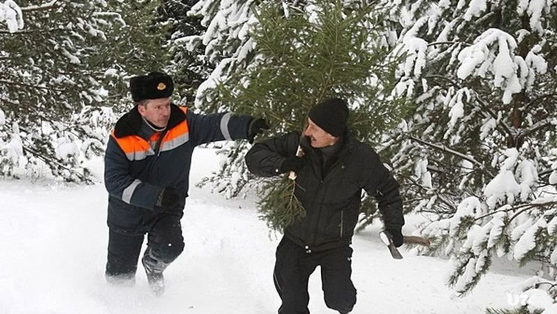 ОТВЕТСТВЕННОСТЬ ЗА НЕЗАКОННУЮ ВЫРУБКУ НОВОГОДНИХ ЕЛЕЙ И СОСЕН, НЕЗАКОННУЮ ЗАГОТОВКУ ЕЛОВЫХ И СОСНОВЫХ ЛАП