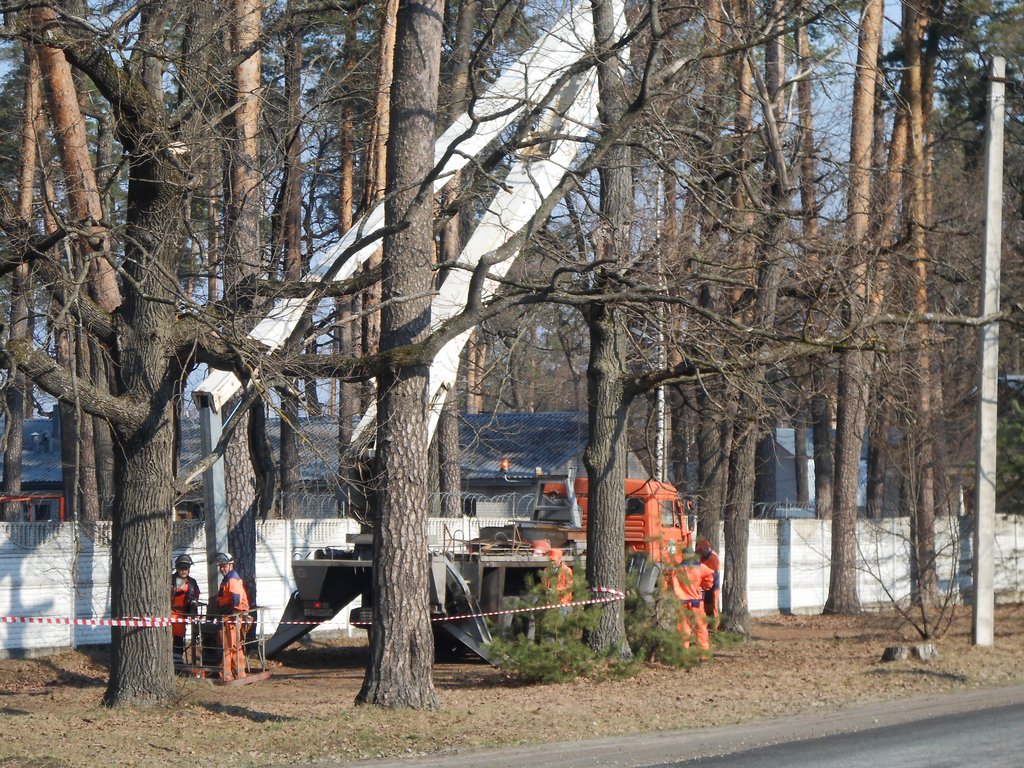 В Солотче проводятся работы по сносу аварийных сосен